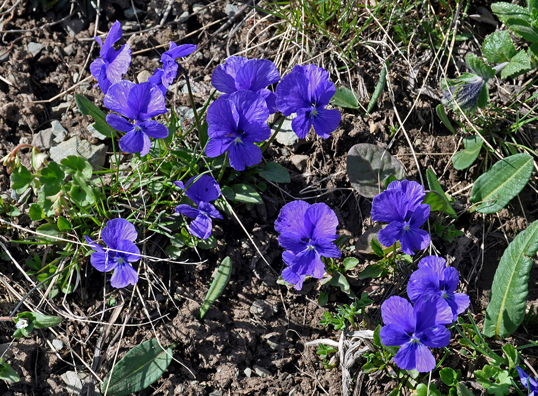 Image of Viola altaica specimen.