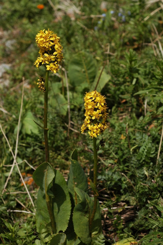 Image of Ligularia heterophylla specimen.