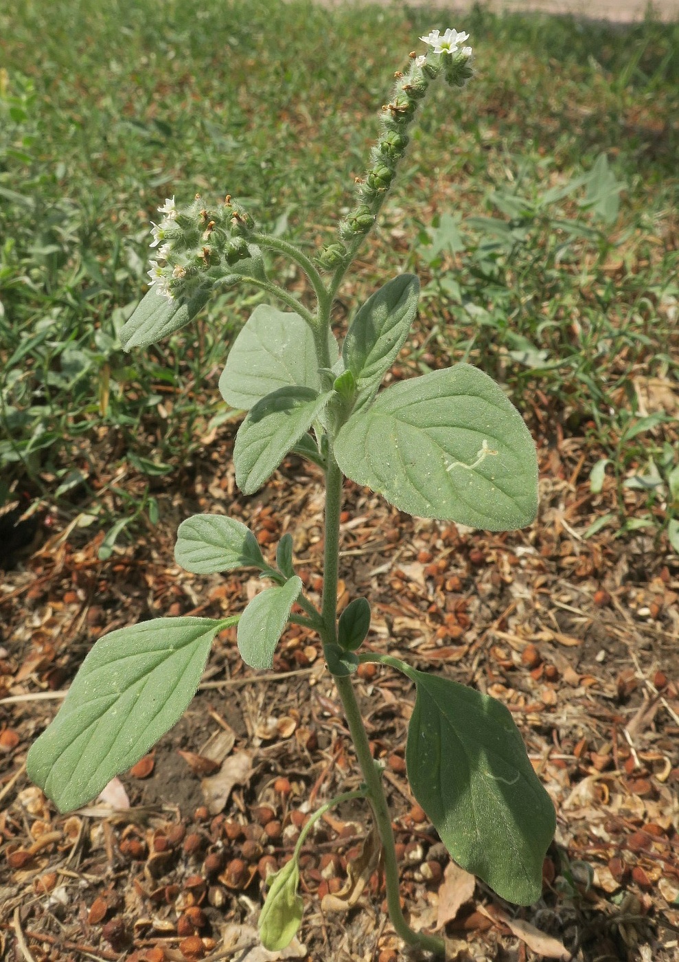 Image of Heliotropium ellipticum specimen.