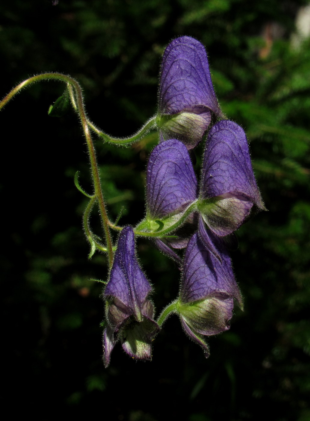 Image of Aconitum volubile specimen.