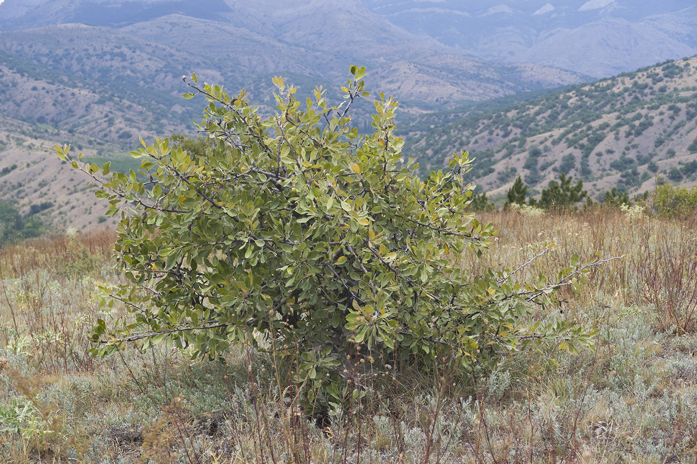 Image of Pyrus elaeagrifolia specimen.