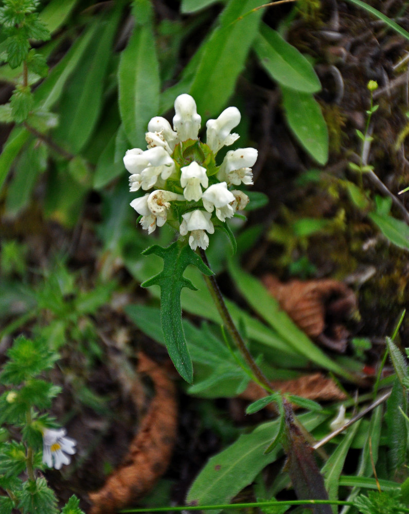 Image of Prunella laciniata specimen.