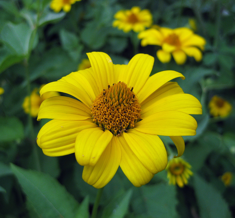 Image of Heliopsis helianthoides ssp. scabra specimen.