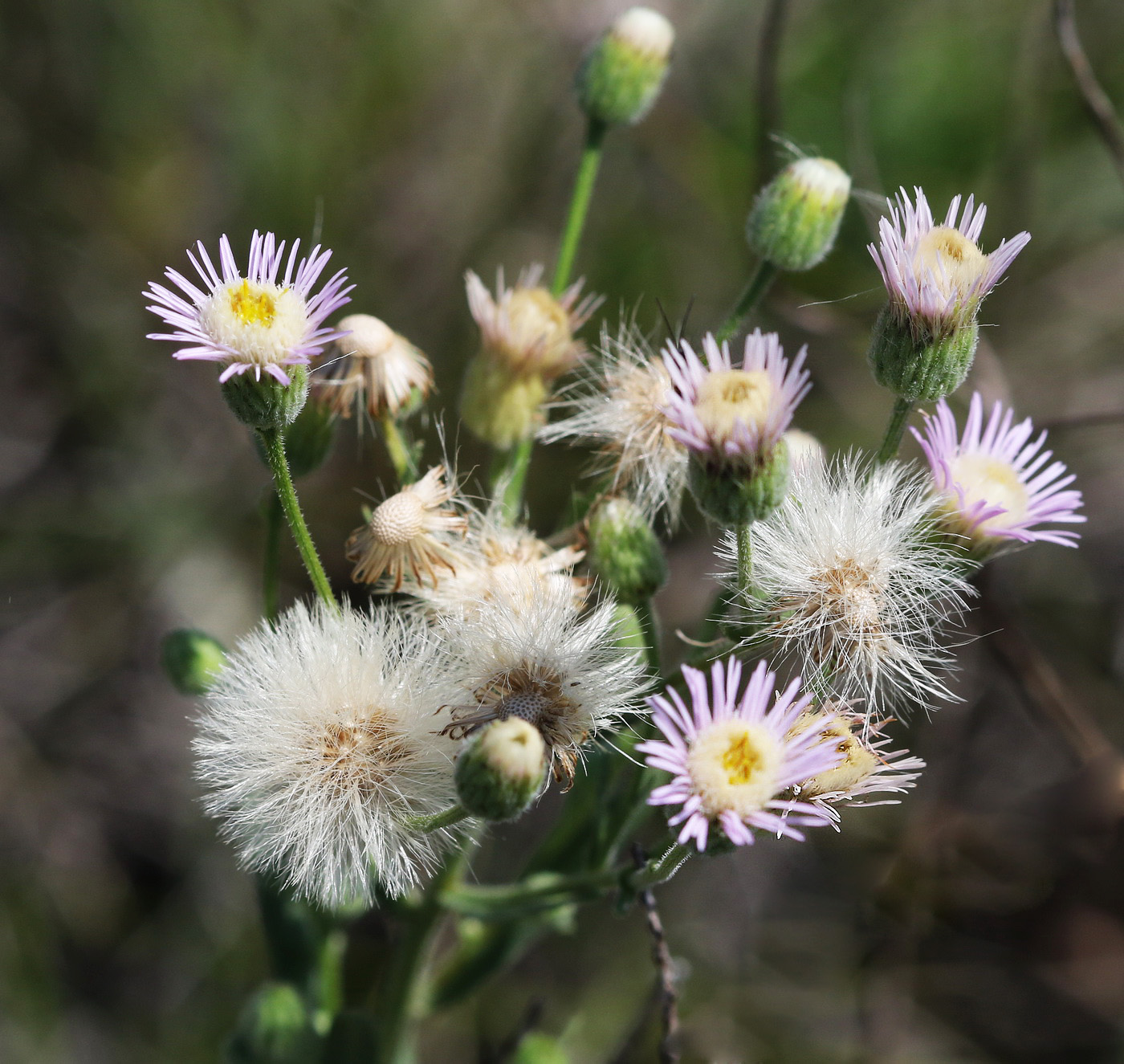 Image of genus Erigeron specimen.