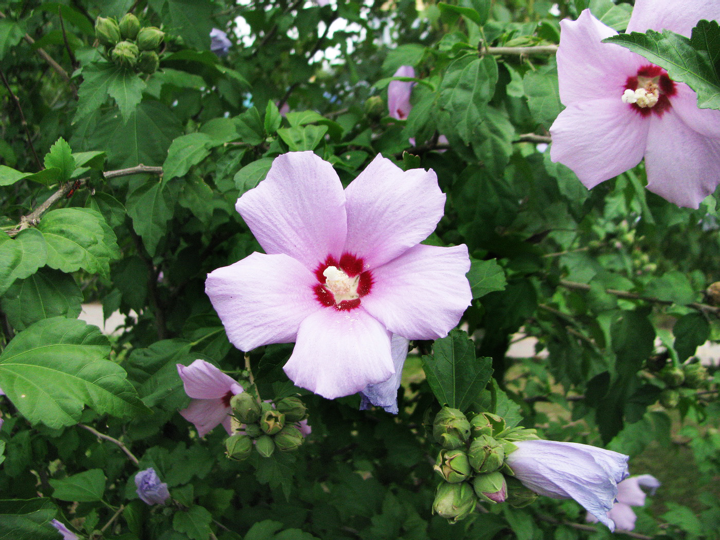 Image of Hibiscus syriacus specimen.