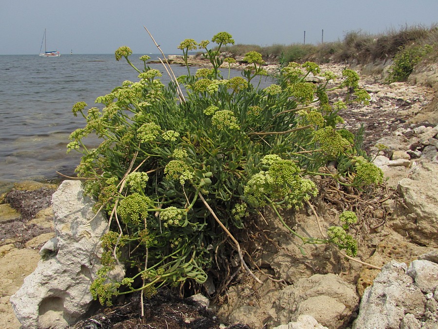 Image of Crithmum maritimum specimen.