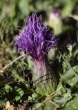 Cirsium acaule. Соцветие. Испания, автономное сообщество Каталония, провинция Жирона, комарка Рипольес, муниципалитет Сеткасес, курорт \"Вальтер 2000\", ≈2200 м н.у.м., каменистый луг на склоне горной долины. 20.08.2020.