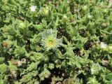 Mesembryanthemum guerichianum. Верхушки побегов с бутонами и цветками. Намибия, регион Erongo, г. Свакопмунд, обочина тротуара. 05.03.2020.