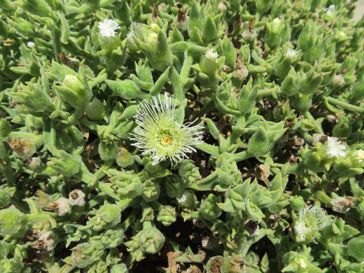 Image of Mesembryanthemum guerichianum specimen.