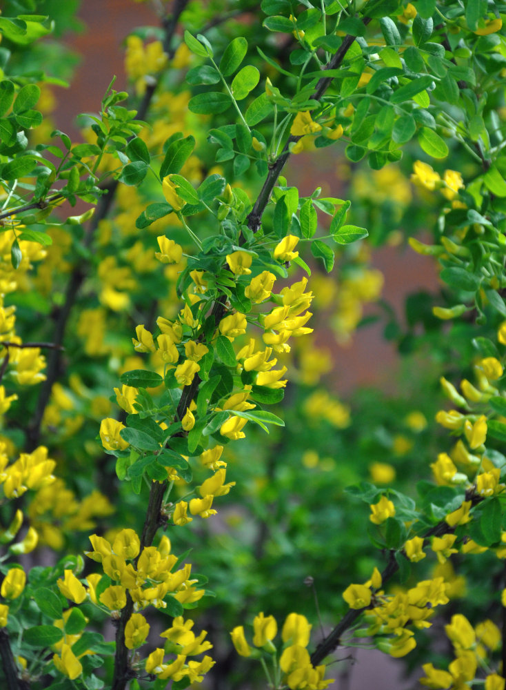 Image of Caragana arborescens specimen.