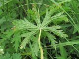 Geranium pratense. Лист (вид снизу), поражённый ржавчинным грибом. Кабардино-Балкария, Эльбрусский р-н, окр. с. Нейтрино, ок. 1800 м н.у.м., берег р. Кубасантысу. 05.07.2020.