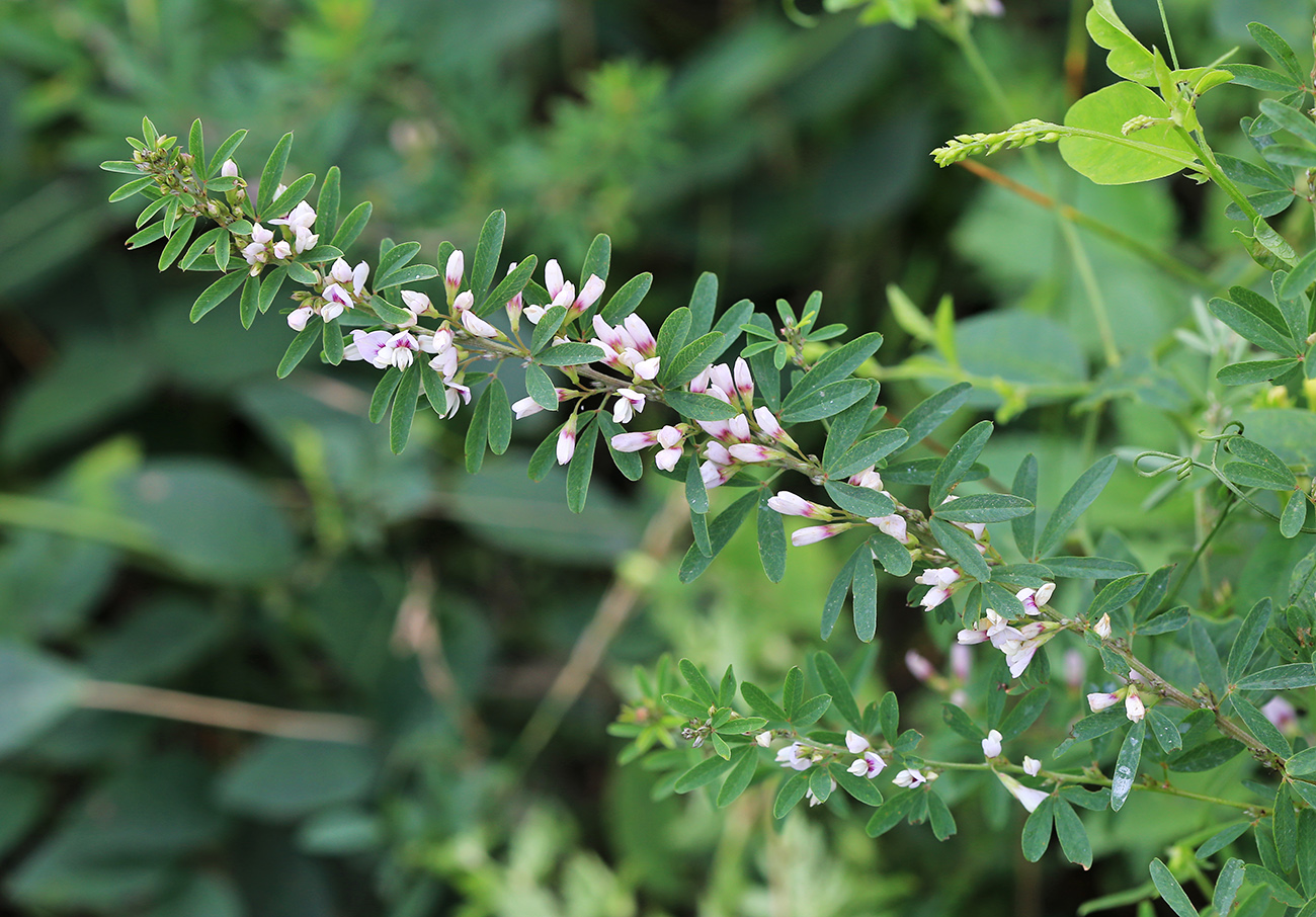 Изображение особи Lespedeza juncea.