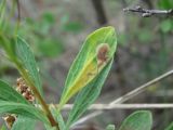 Spiraea crenata. Лист с миной. Кабардино-Балкария, Эльбрусский р-н, окр. с. Нейтрино, ок. 1850 м н.у.м., субальпийский луг. 09.07.2020.