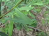 Salix elbursensis. Лист с повреждением. Краснодарский край, Абинский р-н, ст-ца Холмская, берег р. Хабль. 13.05.2020.