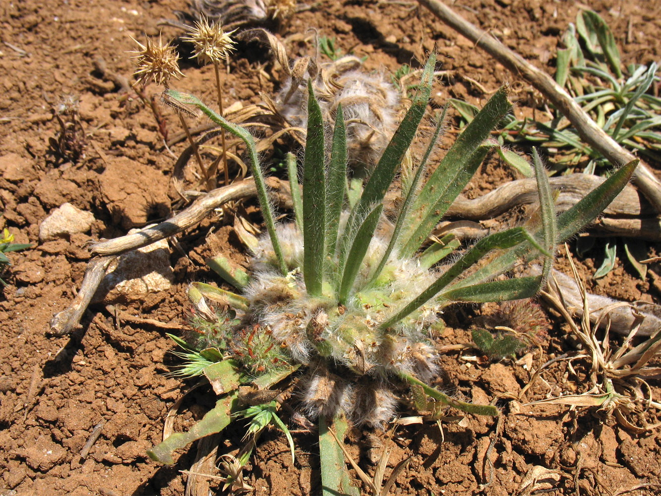 Image of Plantago cretica specimen.