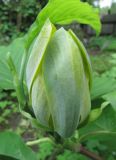 Смотреть изображение Magnolia acuminata