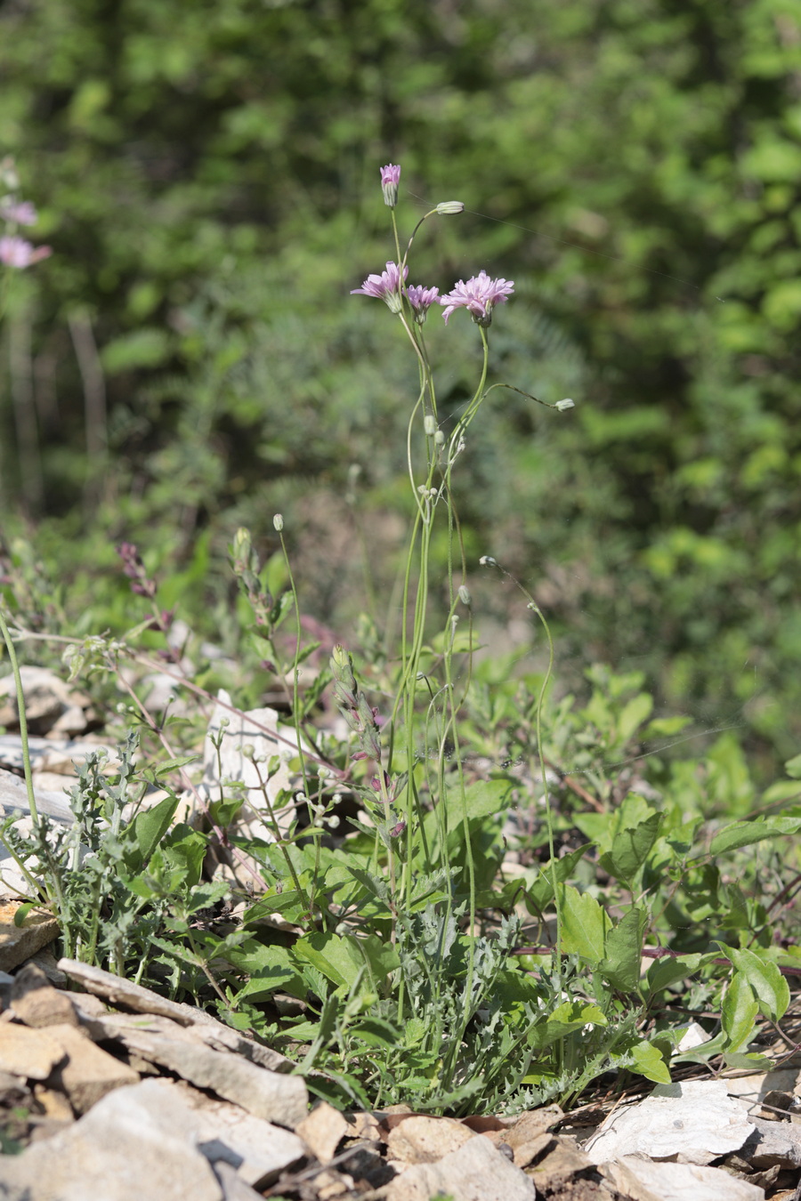 Image of Lagoseris purpurea specimen.