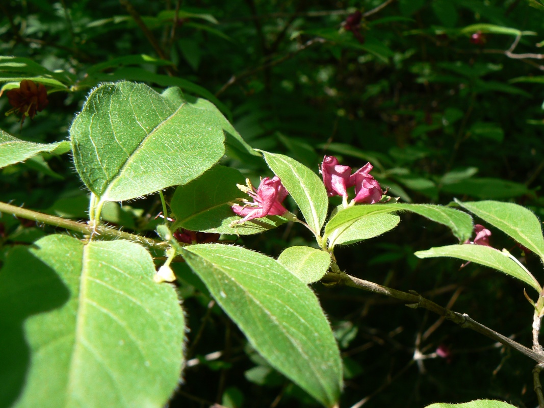 Image of Lonicera maximowiczii specimen.