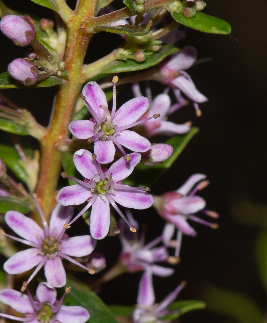 Image of Agathosma ovata specimen.