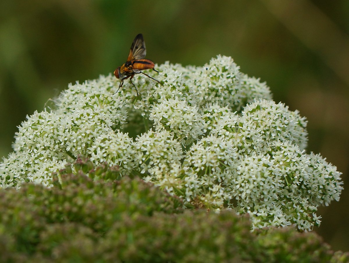 Image of Angelica sylvestris specimen.