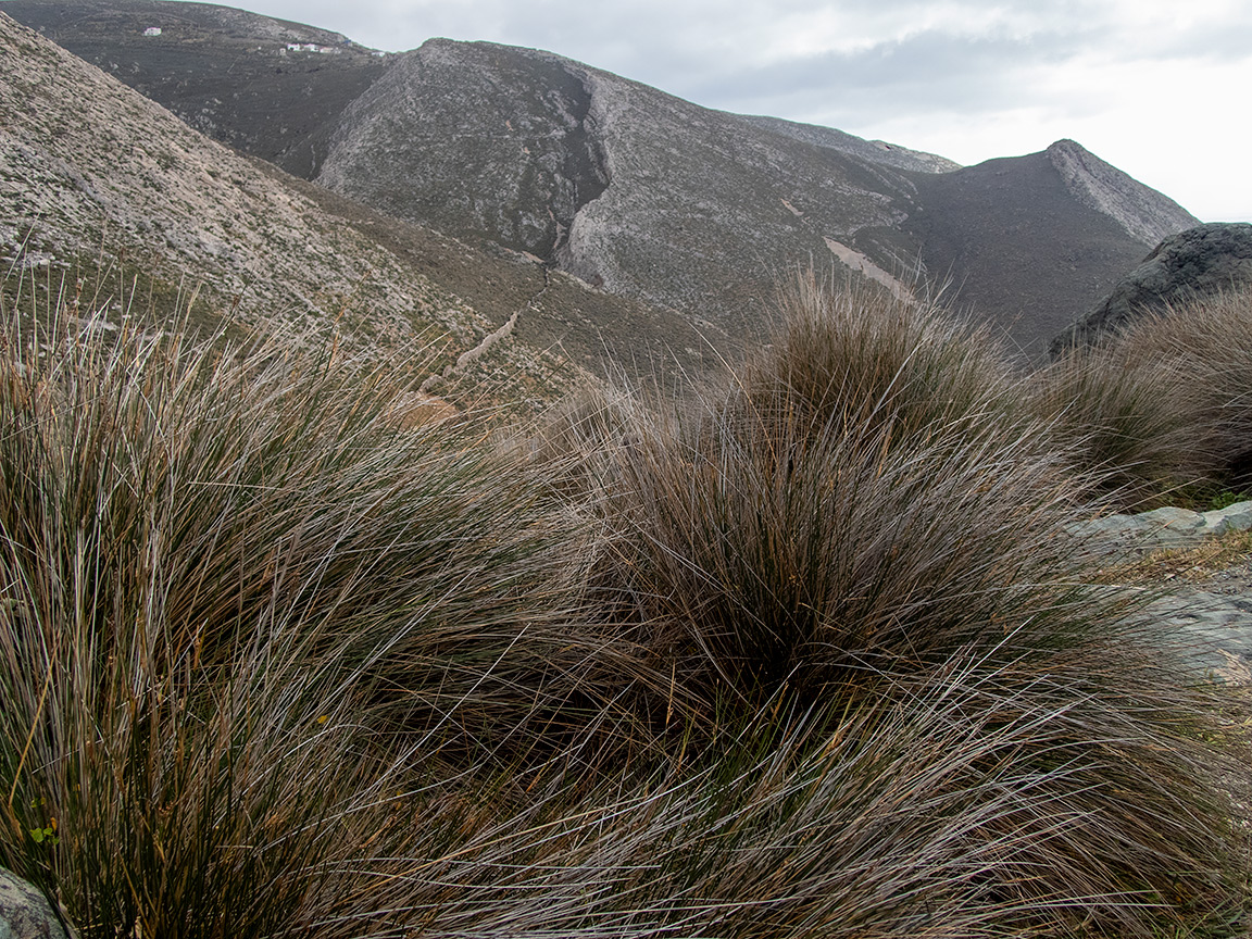 Image of Juncus maritimus specimen.