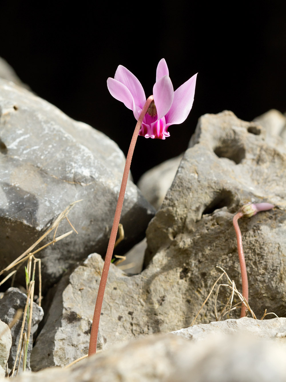 Image of Cyclamen hederifolium ssp. confusum specimen.