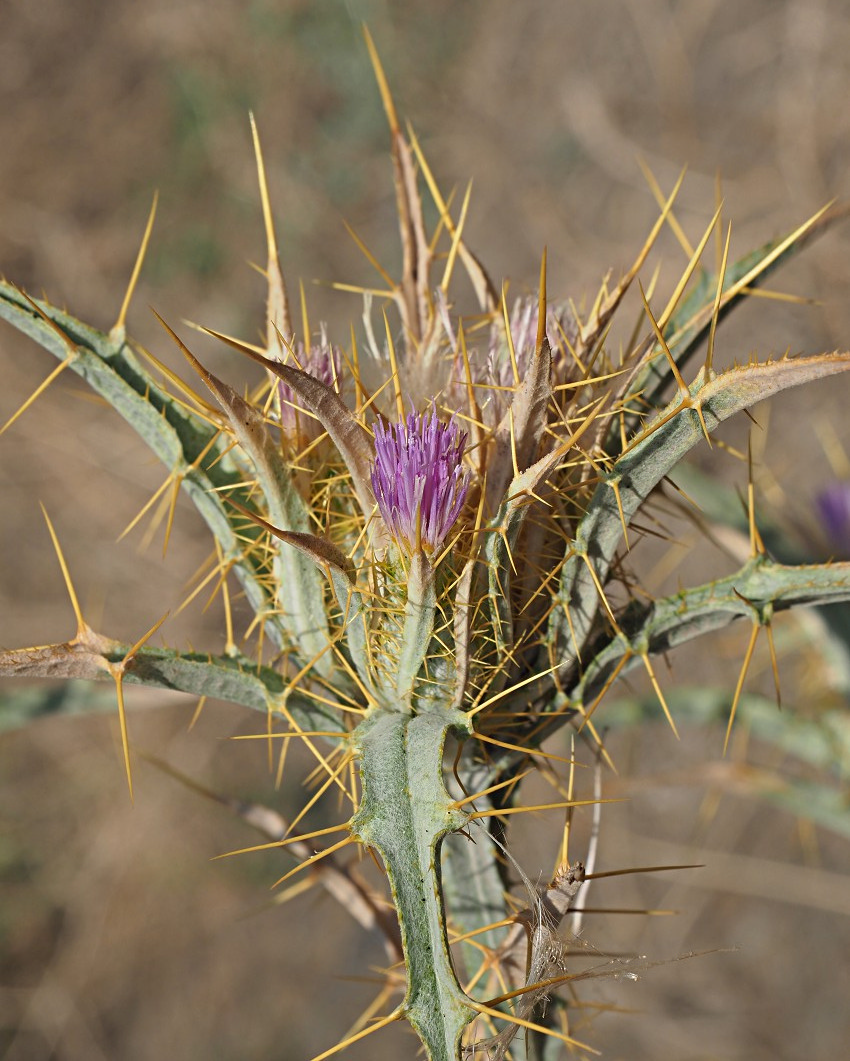 Image of Picnomon acarna specimen.