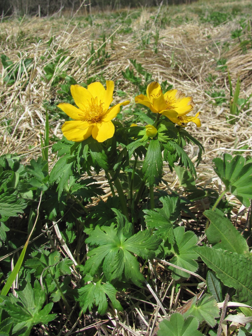 Изображение особи Trollius ranunculinus.