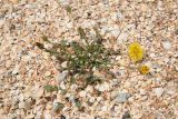 Crepis rhoeadifolia. Цветущее растение. Крым, Арабатская стрелка, пос. Соляное, ракушечный пляж. 8 августа 2021 г.