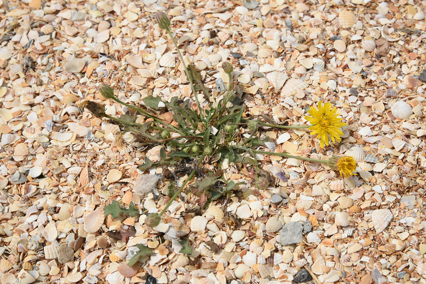 Изображение особи Crepis rhoeadifolia.