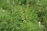 Astragalus falcatus. Верхушки цветущего и зацветающих растений. Республика Ингушетия, Джейрахский р-н, ур. Меллер, между башнями, выс. 1650 м н.у.м., луг. 19.06.2022.