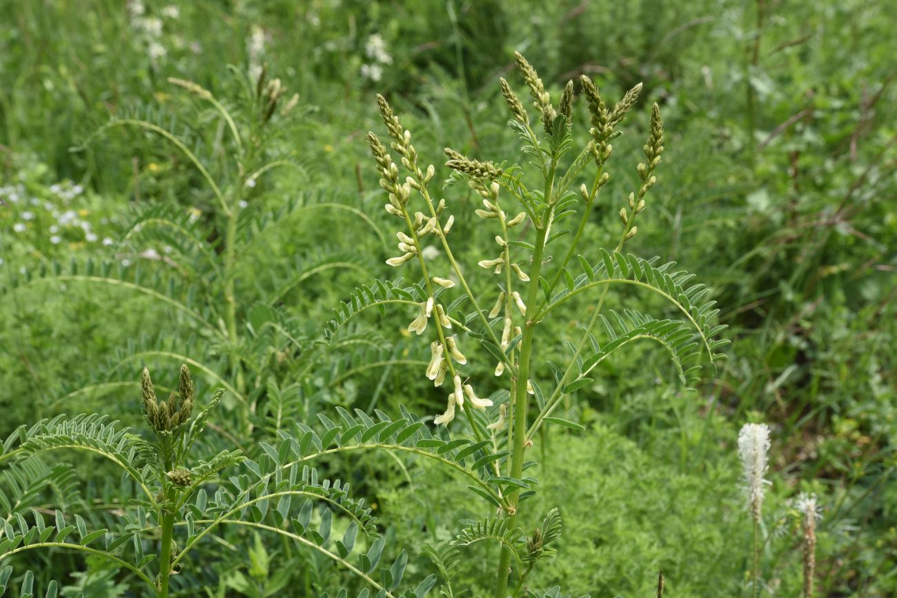 Изображение особи Astragalus falcatus.