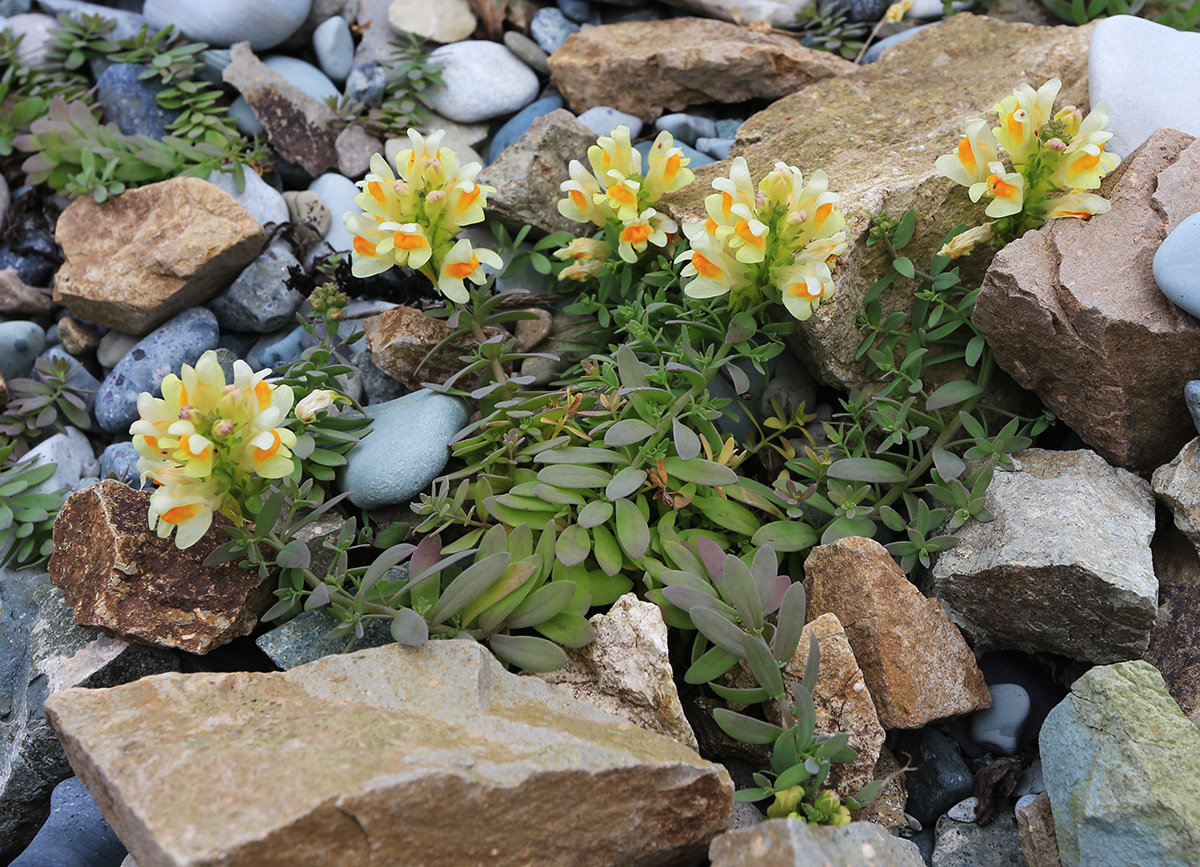 Image of Linaria japonica specimen.