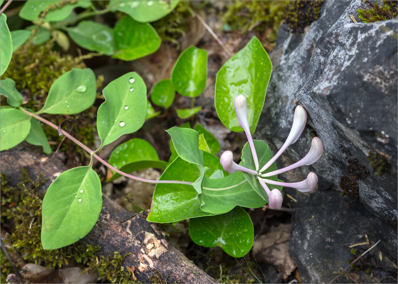 Изображение особи Lonicera caprifolium.