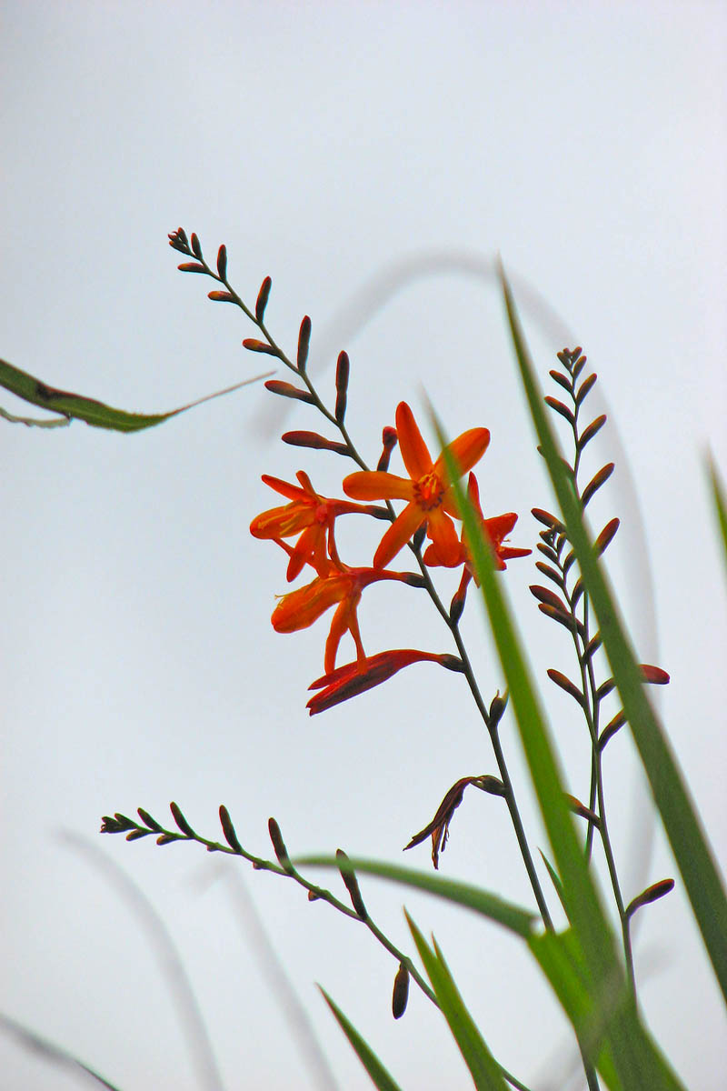 Изображение особи род Crocosmia.