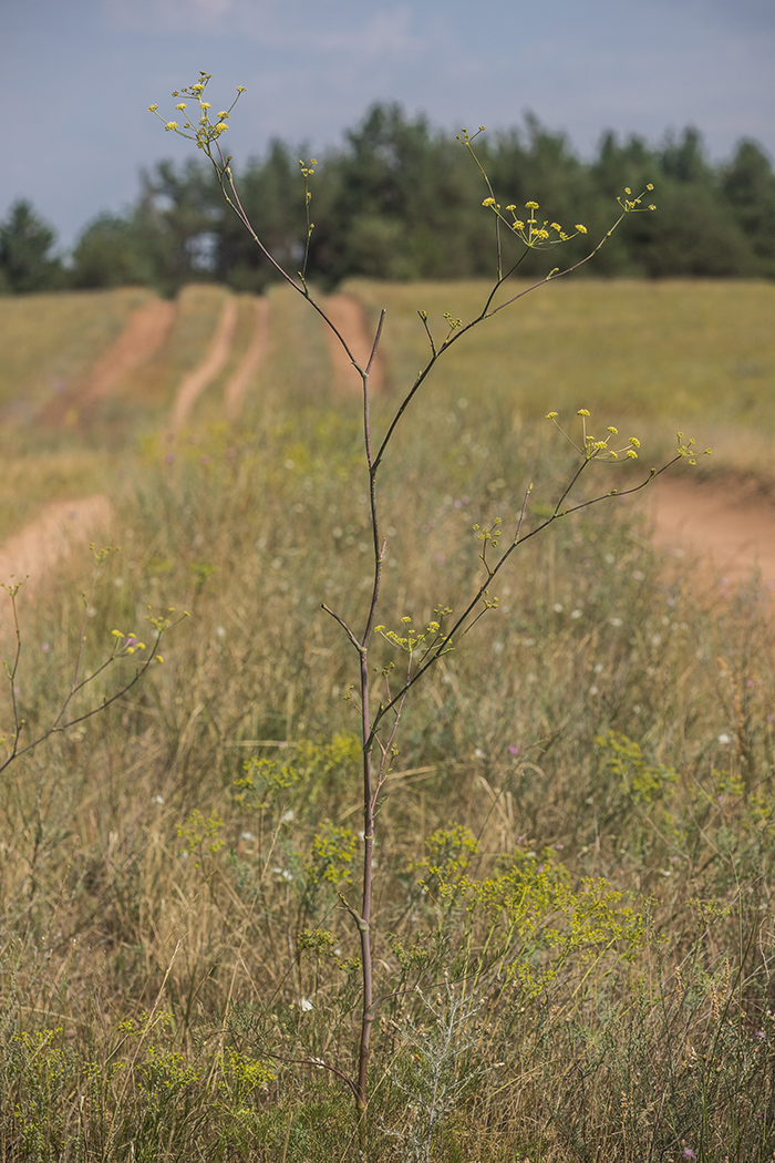 Image of Taeniopetalum arenarium specimen.