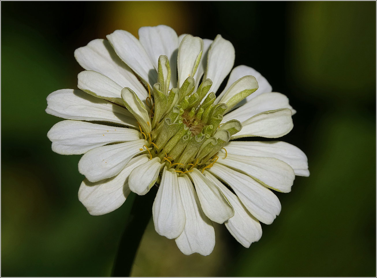 Image of Zinnia elegans specimen.