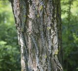 Robinia pseudoacacia