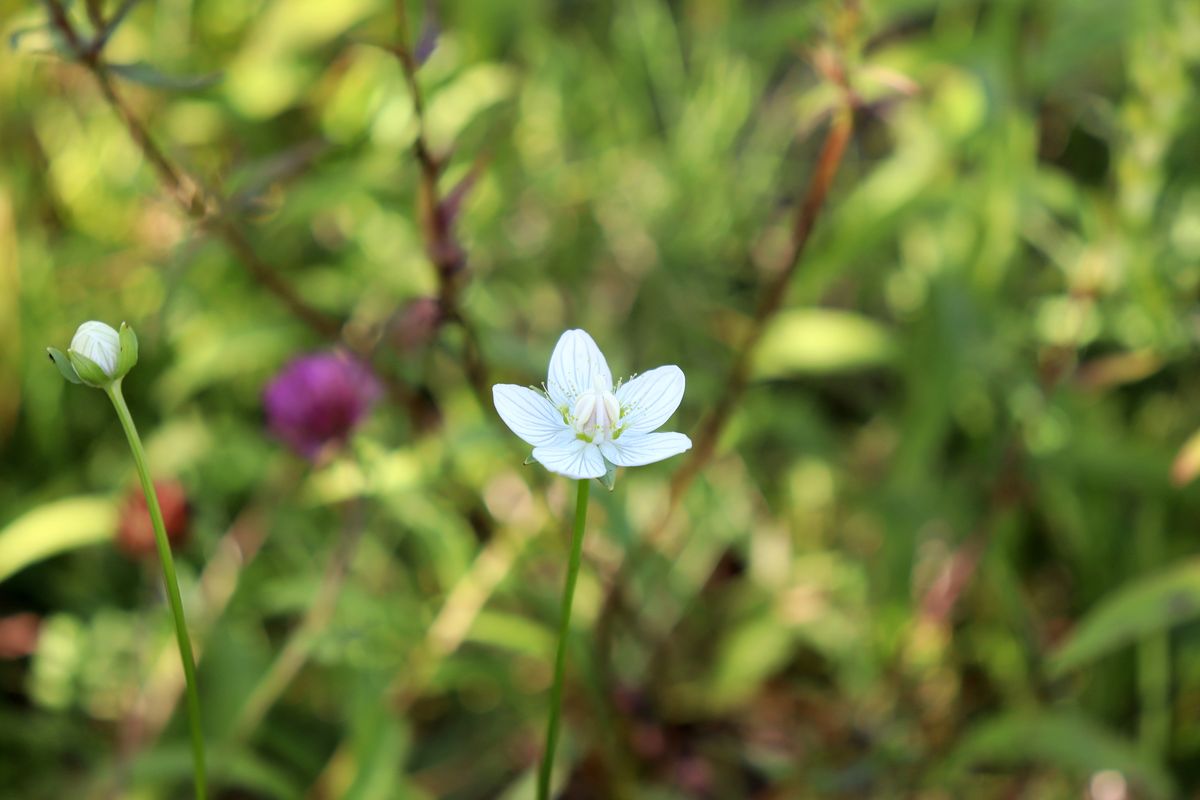 Изображение особи Parnassia palustris.