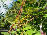Amorpha fruticosa. Часть веточки с плодами. Абхазия, г. Сухум, в культуре. 25.09.2022.