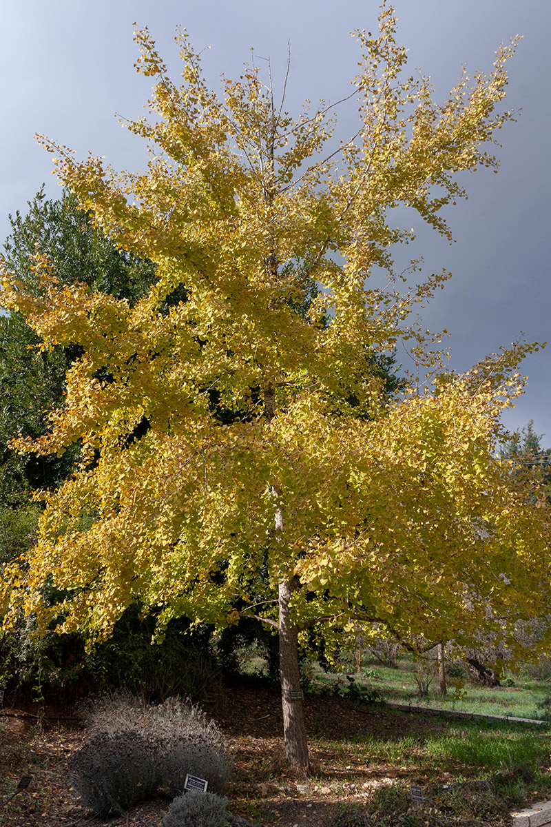 Изображение особи Ginkgo biloba.