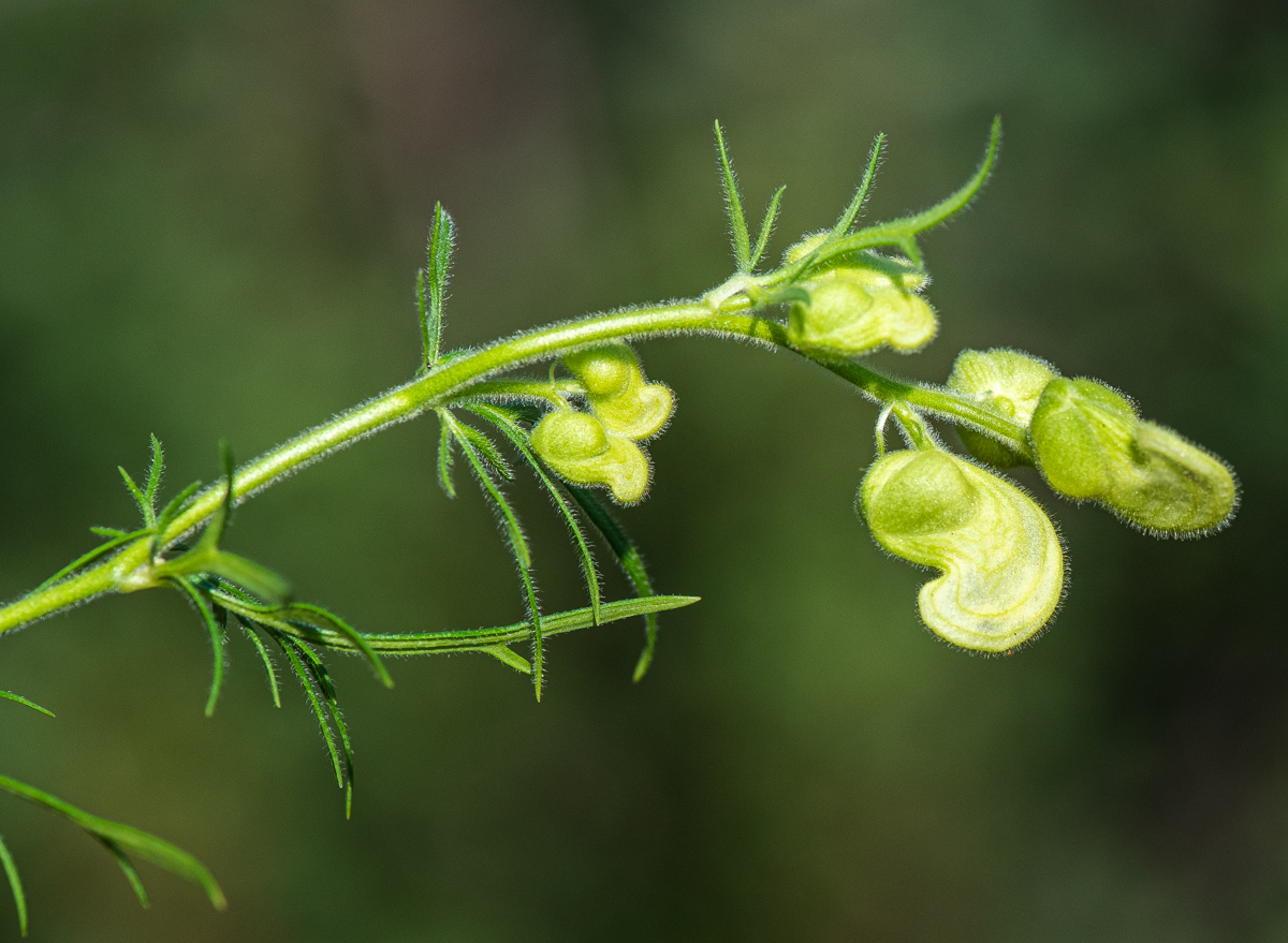 Изображение особи Aconitum anthoroideum.