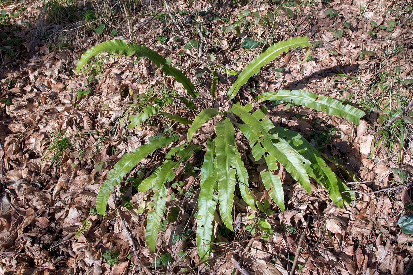 Изображение особи Phyllitis scolopendrium.