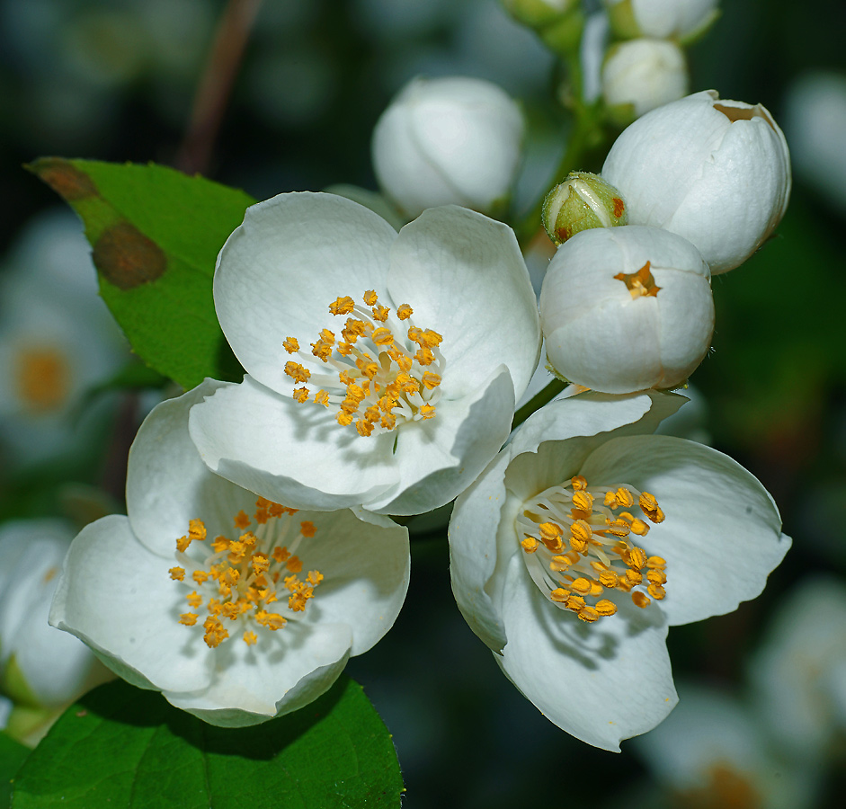 Image of Philadelphus coronarius specimen.