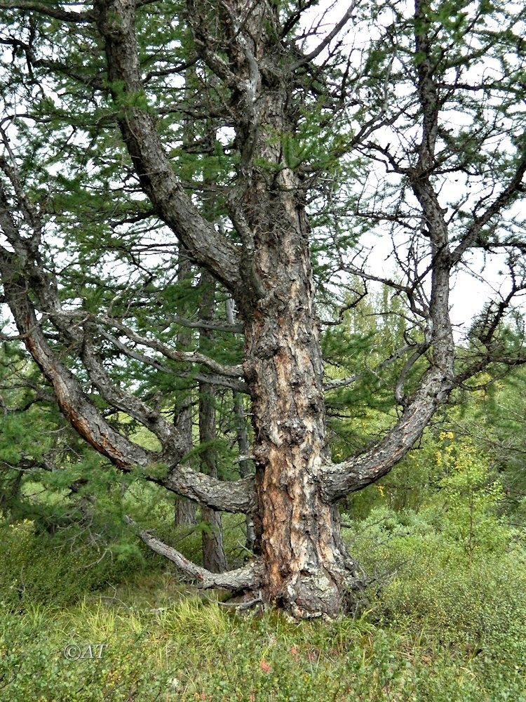 Image of Larix sukaczewii specimen.