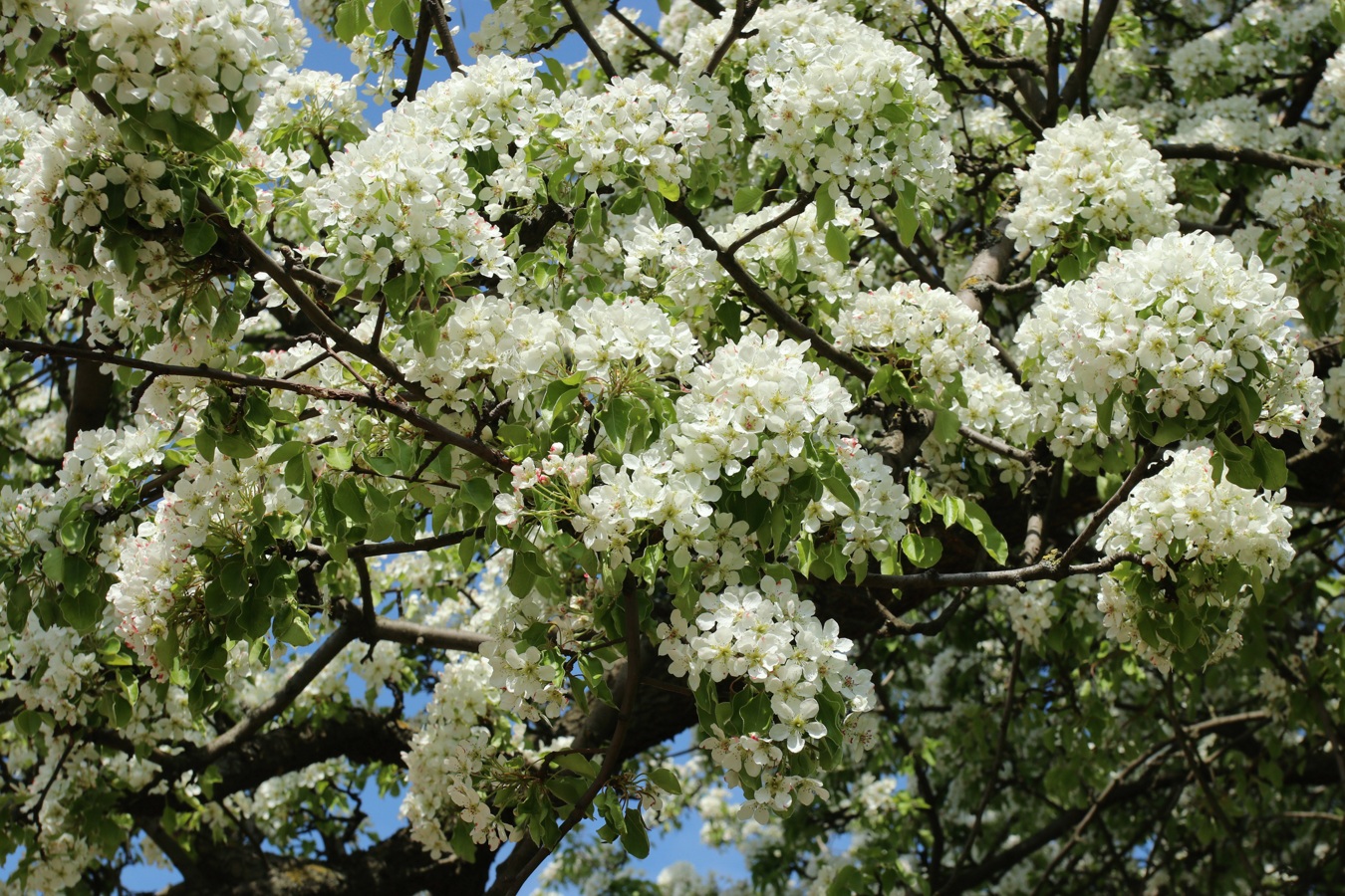 Image of Pyrus communis specimen.