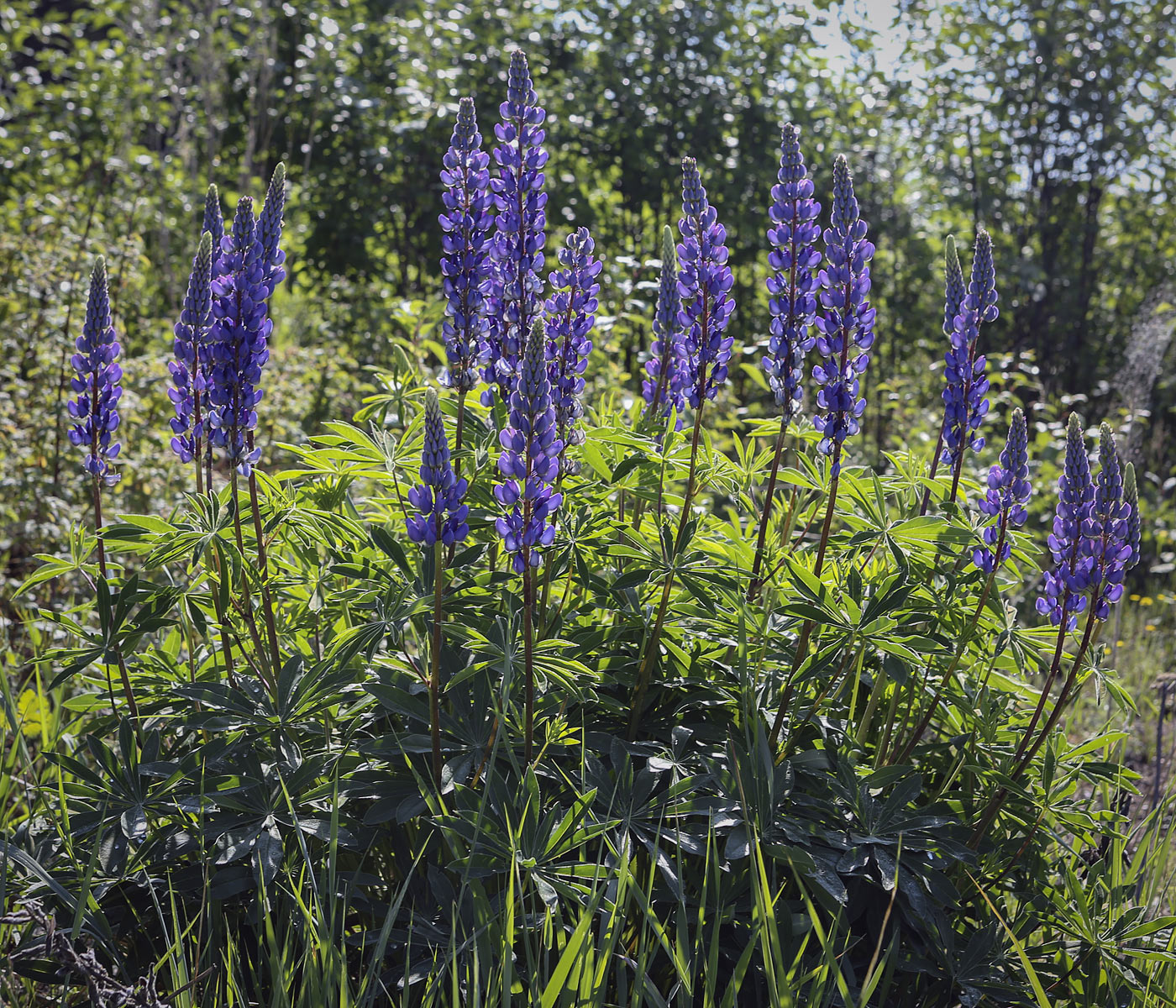 Image of Lupinus polyphyllus specimen.