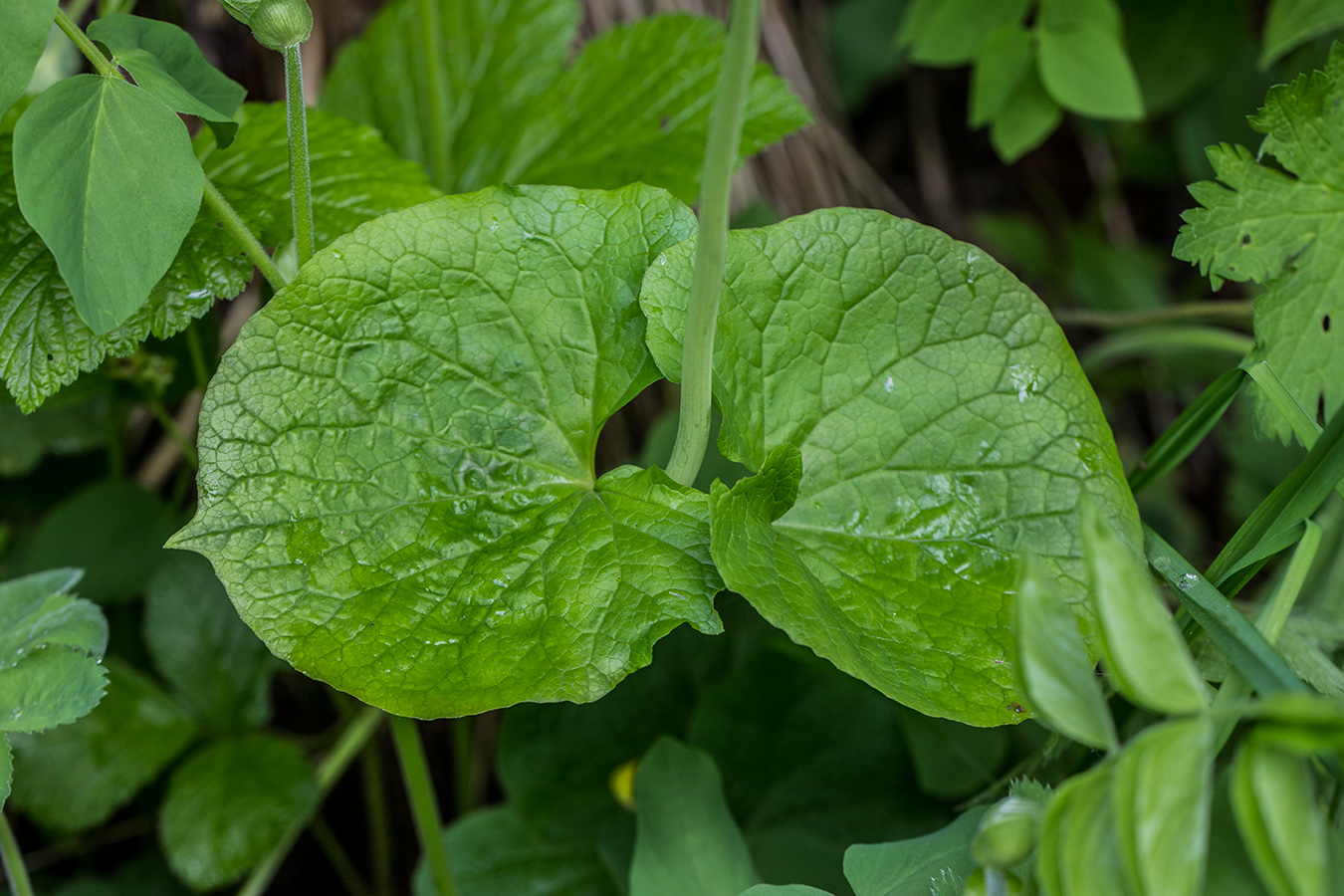 Image of Valeriana alliariifolia specimen.