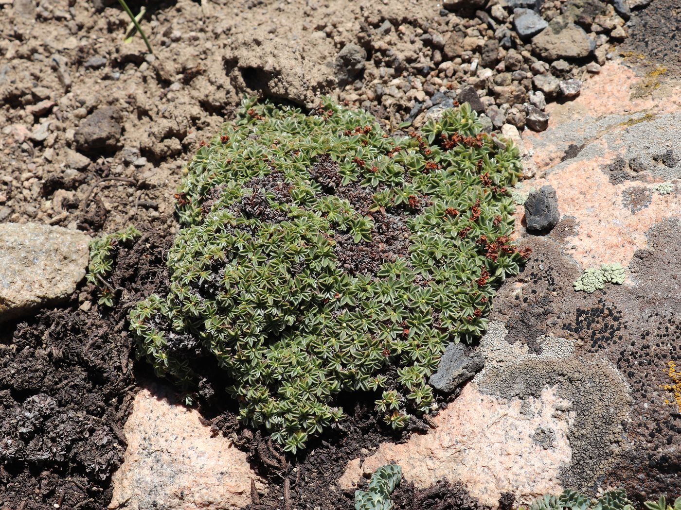 Image of Sibbaldia tetrandra specimen.