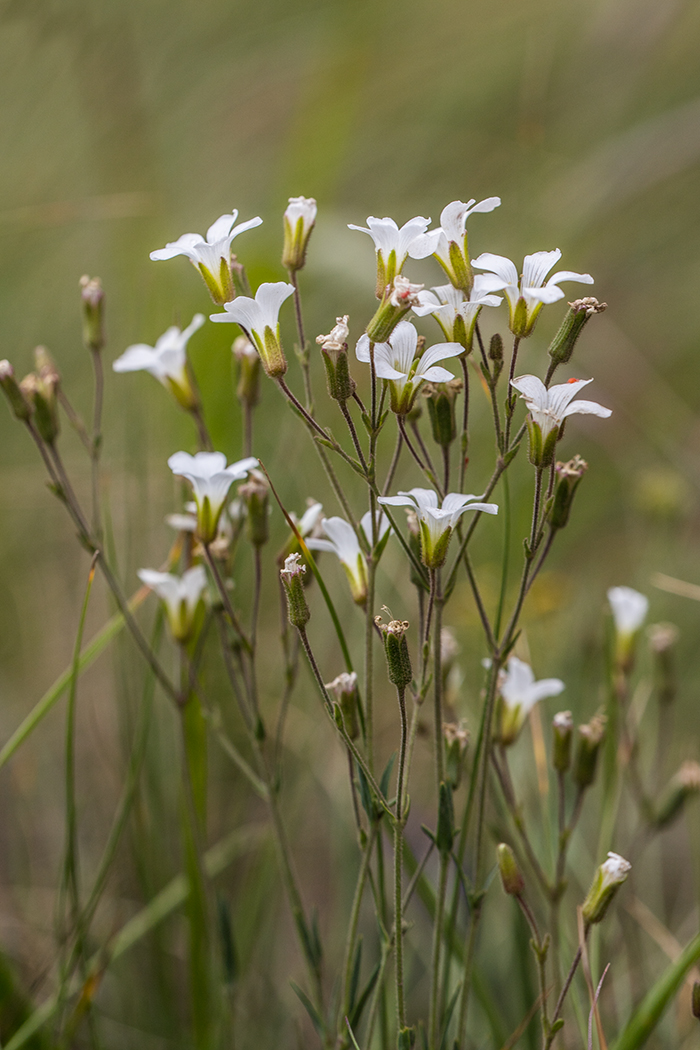 Image of Minuartia circassica specimen.